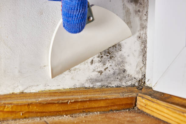 Best Black Mold Removal  in Richmond, IN